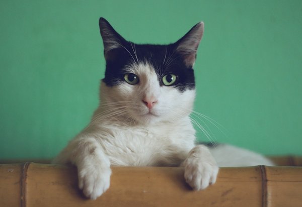 Est-ce que le chat ressent quand on est triste ?