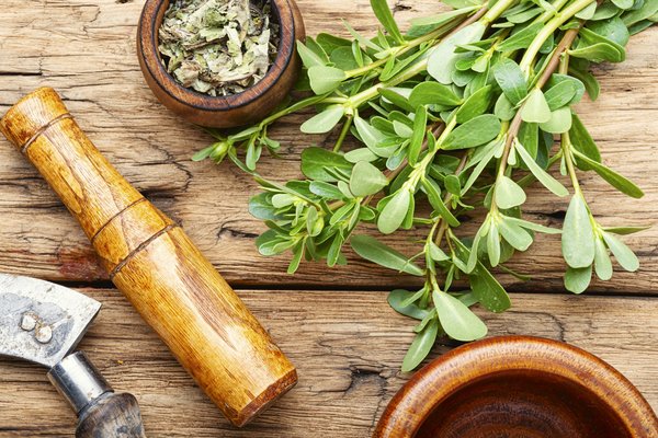 Quelles sont les meilleures plantes médicinales sur le marché?